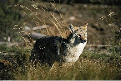 角川游戏宣布 悬疑游戏《方根书简》系列全球销量突破50万份